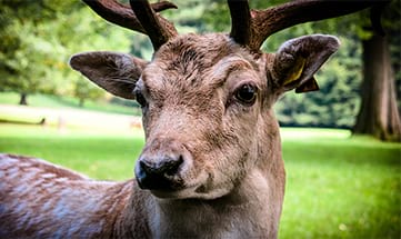 Hirsch in der Nahaufnahme